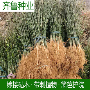 大量山东枸橘苗枳壳苗嫁接砧木柑橘带刺植物防盗铁篱笆护院现起苗