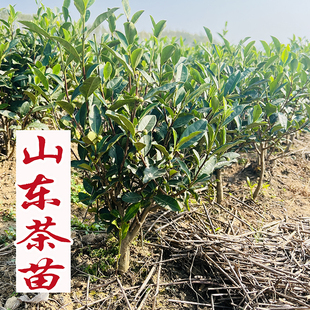 三年山东日照茶树苗茶树苗杯苗易成活露天茶树苗抗寒抗旱盆景庭院