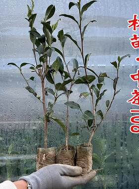 易成活好管理产量高口感鲜嫩抗寒