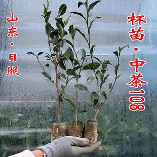 北方日照绿茶苗无纺布茶树苗易成活抗寒抗旱发芽早产量高茶苗批发