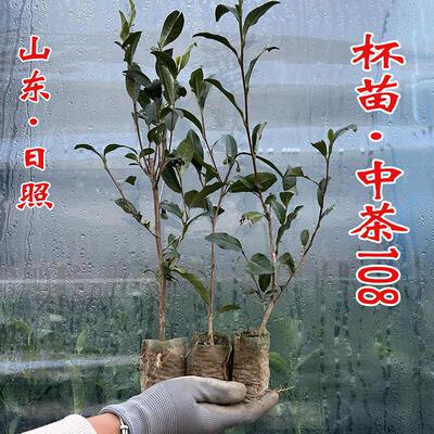 易成活好管理产量高口感鲜嫩抗寒
