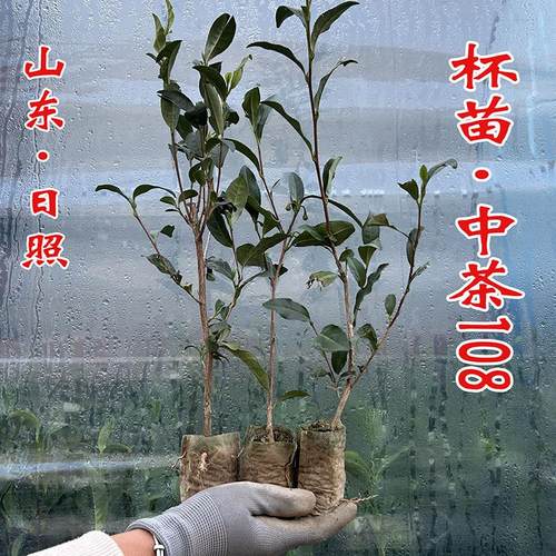 易成活好管理产量高口感鲜嫩抗寒