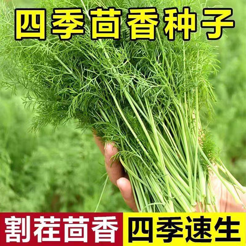 小茴香种子籽孑蔬菜苗新鲜香菜盆栽食用四季阳台农家庭院套装播种