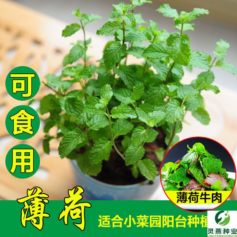 薄荷种子可食用芳香驱蚊薄荷苗盆栽阳台香料大全香草种子薄荷种籽