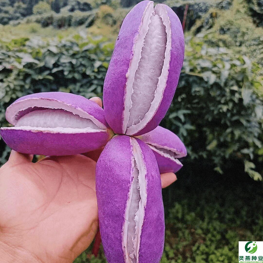 紫果八月瓜种子特色紫果盆栽地栽庭院四季种植花盆蔬果种子产量高