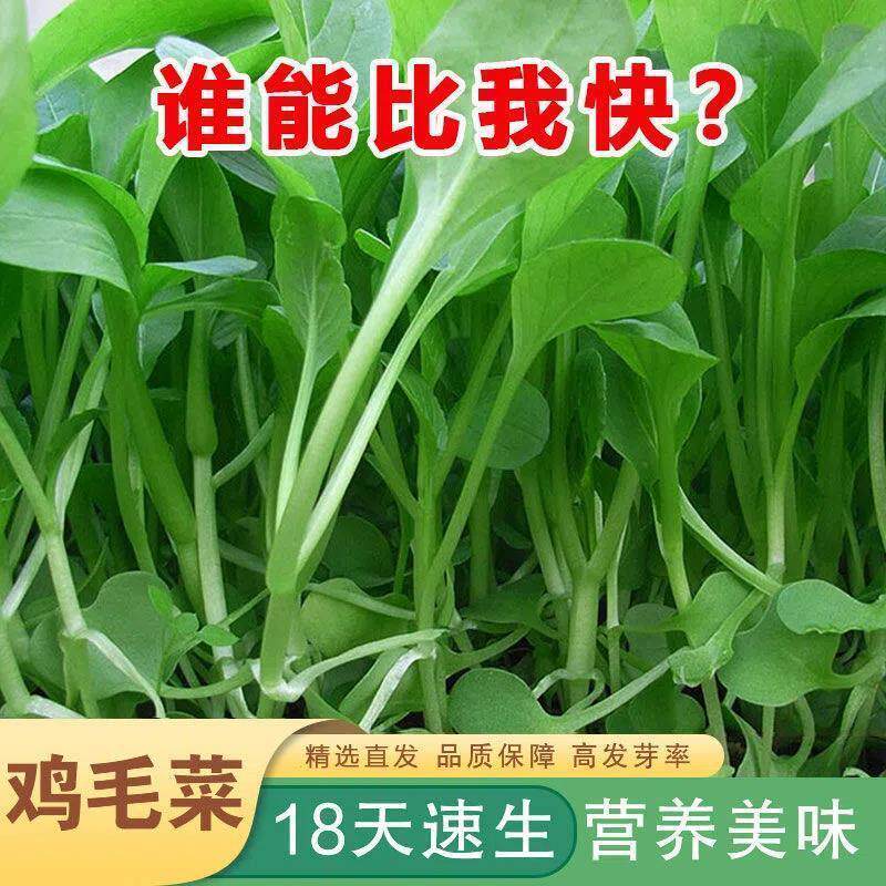 四季鸡毛菜种子18天小青菜种子蔬菜种子阳台盆栽耐热上海青菜种子