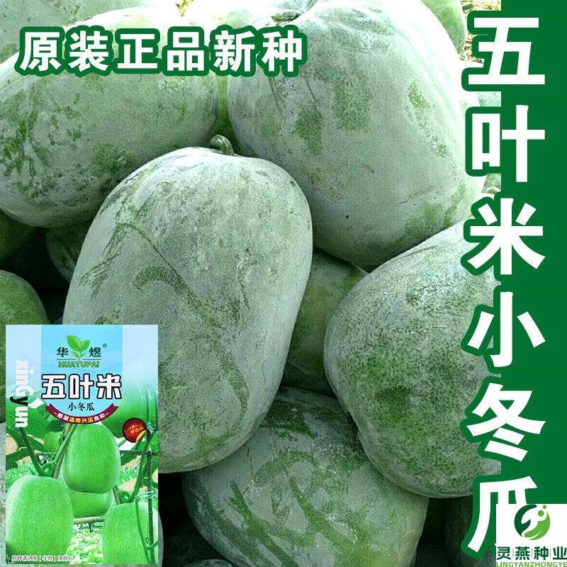 五叶米小冬瓜种子春秋速生一串铃节瓜种子肉厚腔小高产蔬菜种子孑