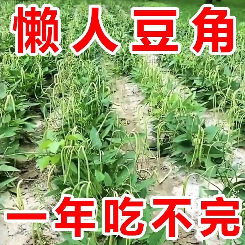 无架豆角种子早熟高产矮生不搭架豇豆种籽四季阳台庭院蔬菜种子