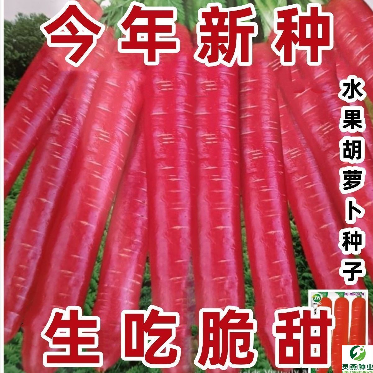 【新种上市】水果胡萝卜的种子生吃甜脆透心红胡萝卜种子萝卜种子