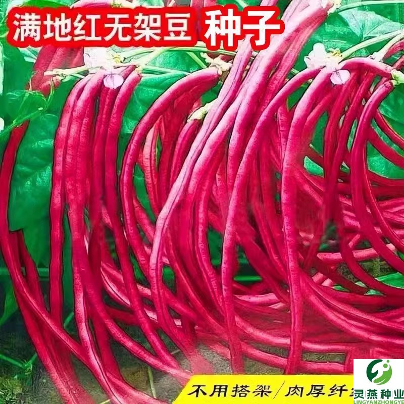 满地红无架豆种子不搭架缸豇豆四季豆角种蔬菜种孑大全盆栽春季