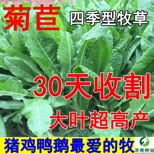 将军大叶菊苣草种籽养殖四季牧草种子羊牛兔鸡鸭鹅猪菜种孑子再生
