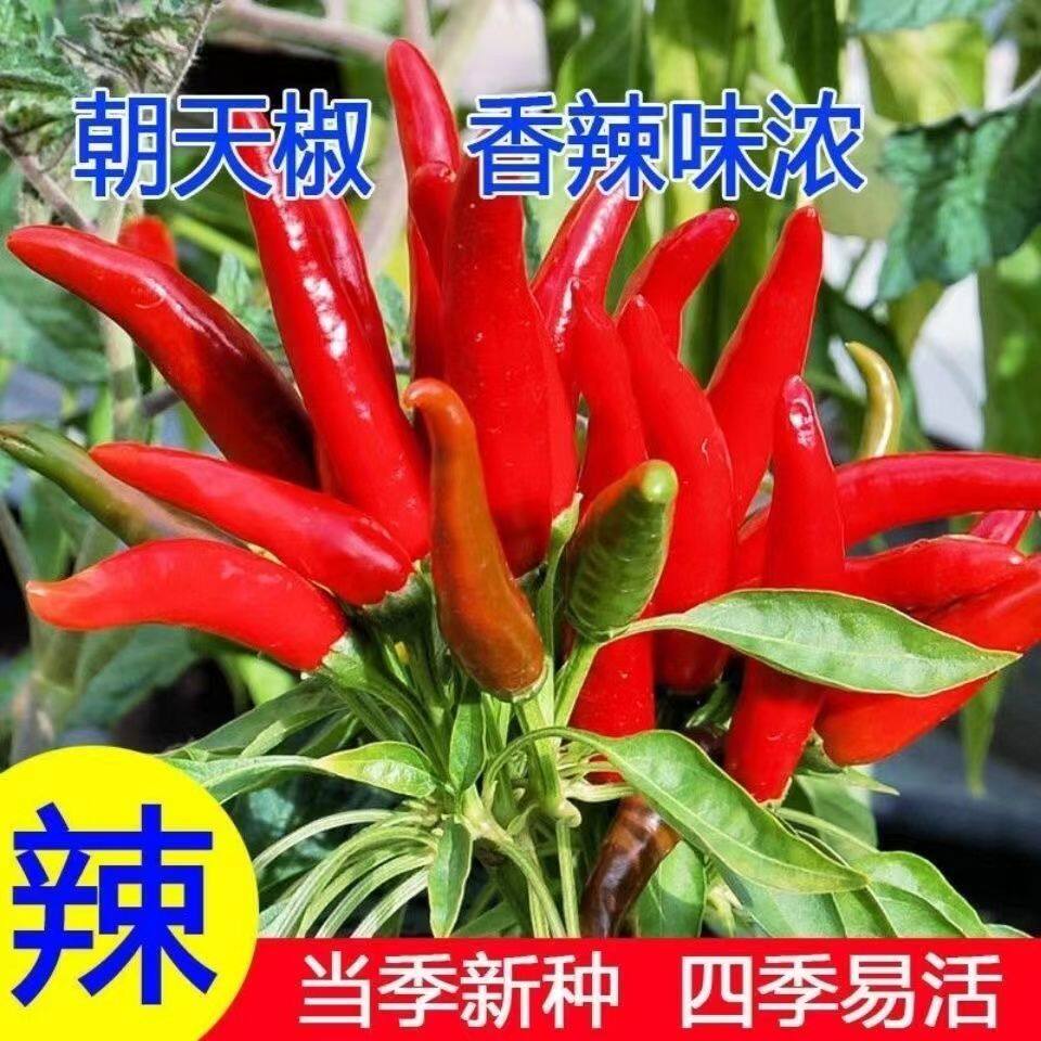 特辣朝天椒小米辣辣椒种子超辣四季高产南北方农家蔬菜种籽正宗的