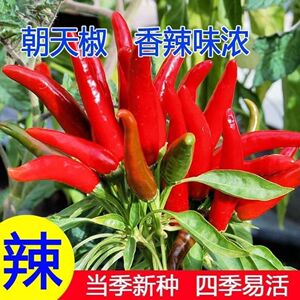 特辣朝天椒小米辣辣椒种子超辣四季高产南北方农家蔬菜种籽正宗的