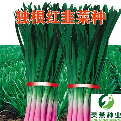 独根红韭菜种子紫红根高产耐寒耐热春秋大面积种植盆栽割茬蔬菜籽