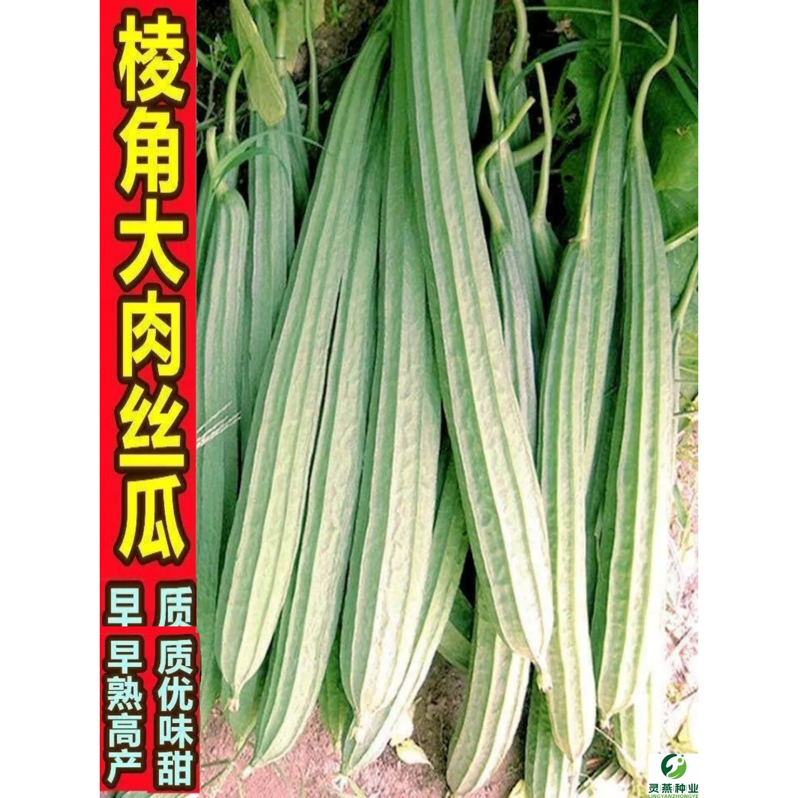 【48小时发货】【热卖中】大肉棱角丝瓜种子水瓜种籽花点丝瓜四季