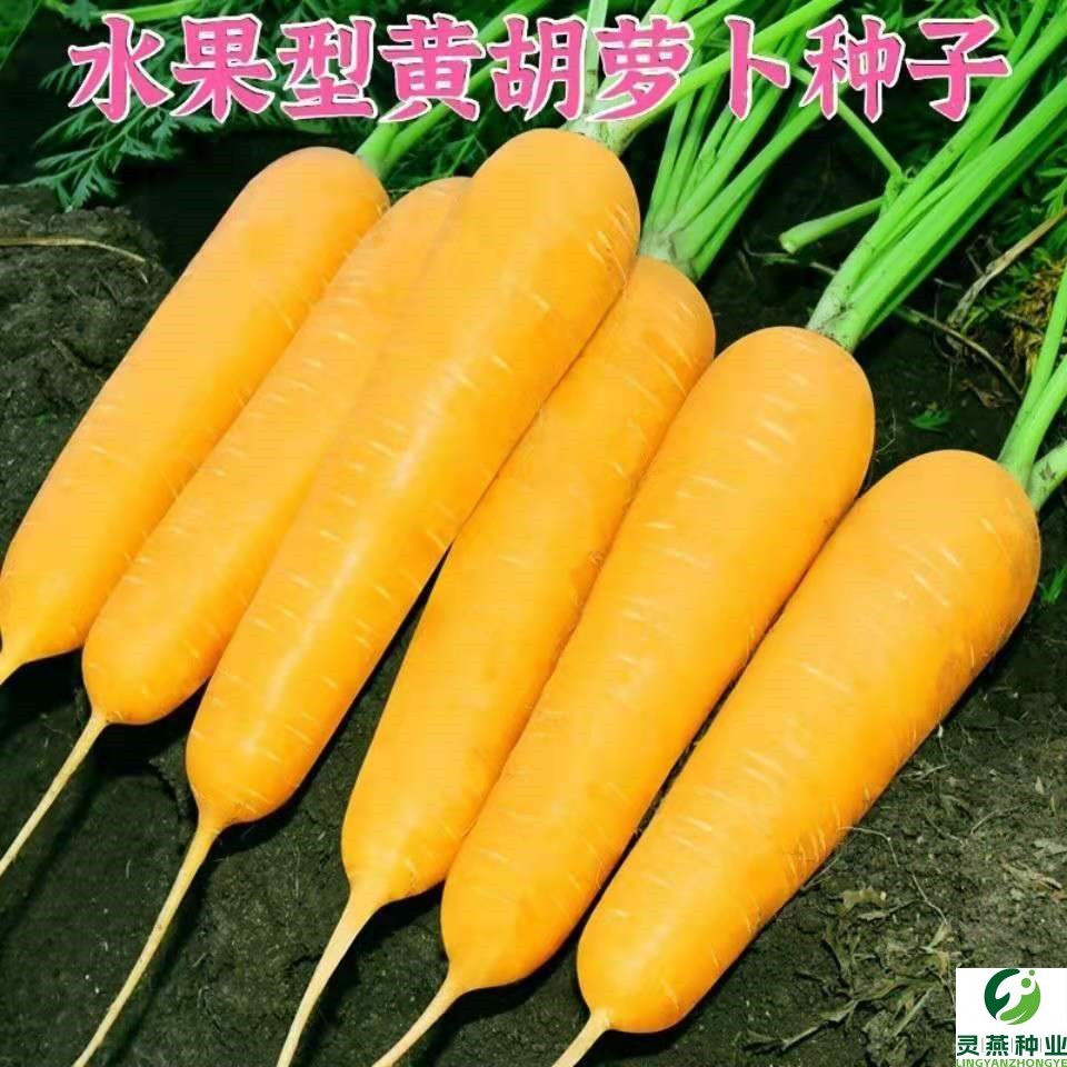 黄参水果胡萝卜种孑齐头黄胡萝卜种子春秋四季春四季庭院蔬菜种籽