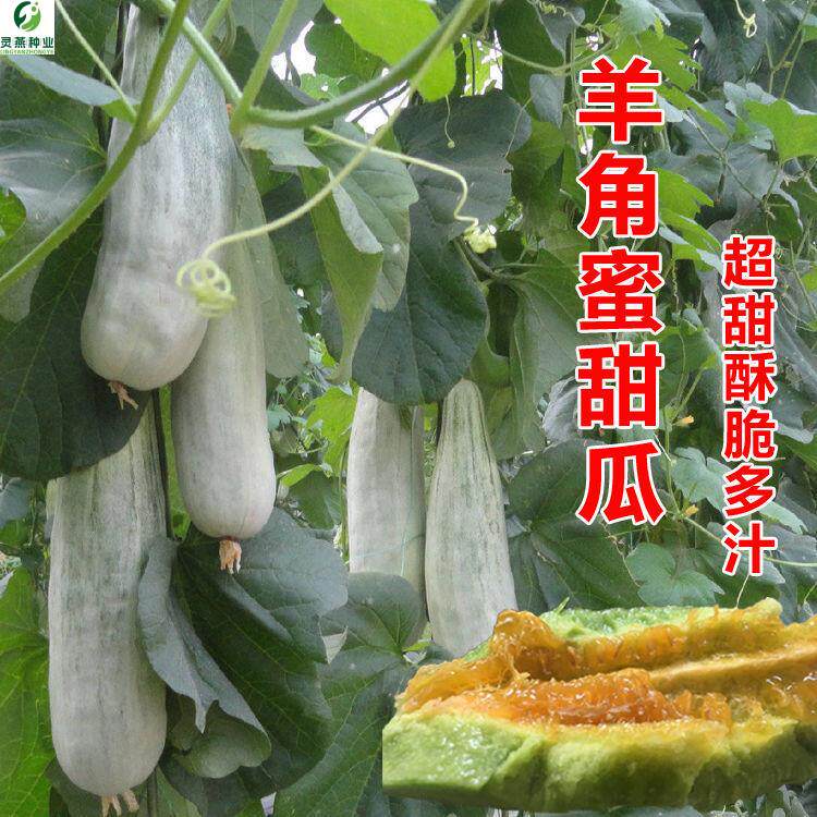 香瓜种籽甜瓜种子超甜甜瓜种籽羊角蜜甜瓜种子羊角酥种籽甜香瓜