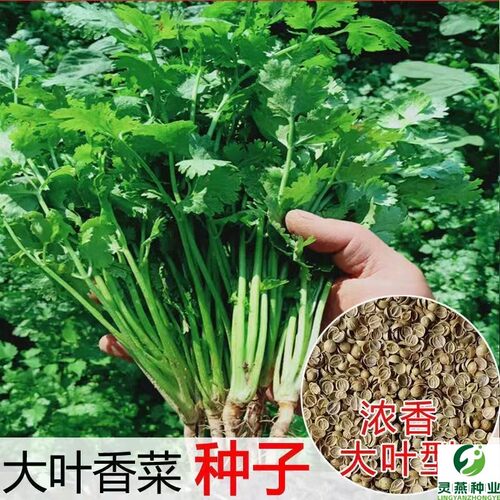 精选香菜种子易种植生长周期短30天即可采收阳台盆栽庭院种植均可