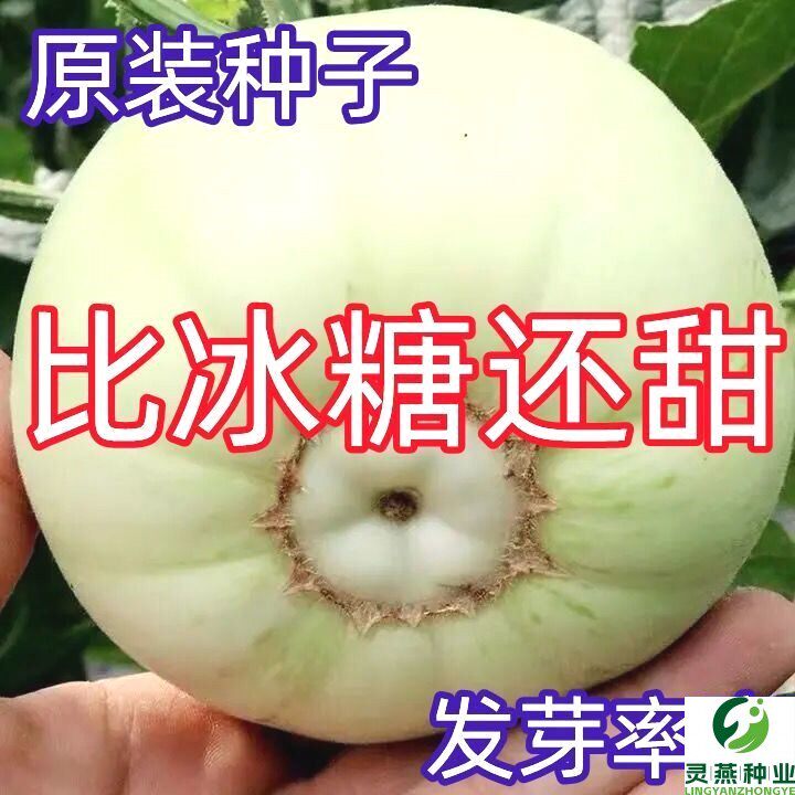 冰糖甜宝甜瓜种子香瓜种籽春秋季播种香甜厚肉高产四季水果种孑籽