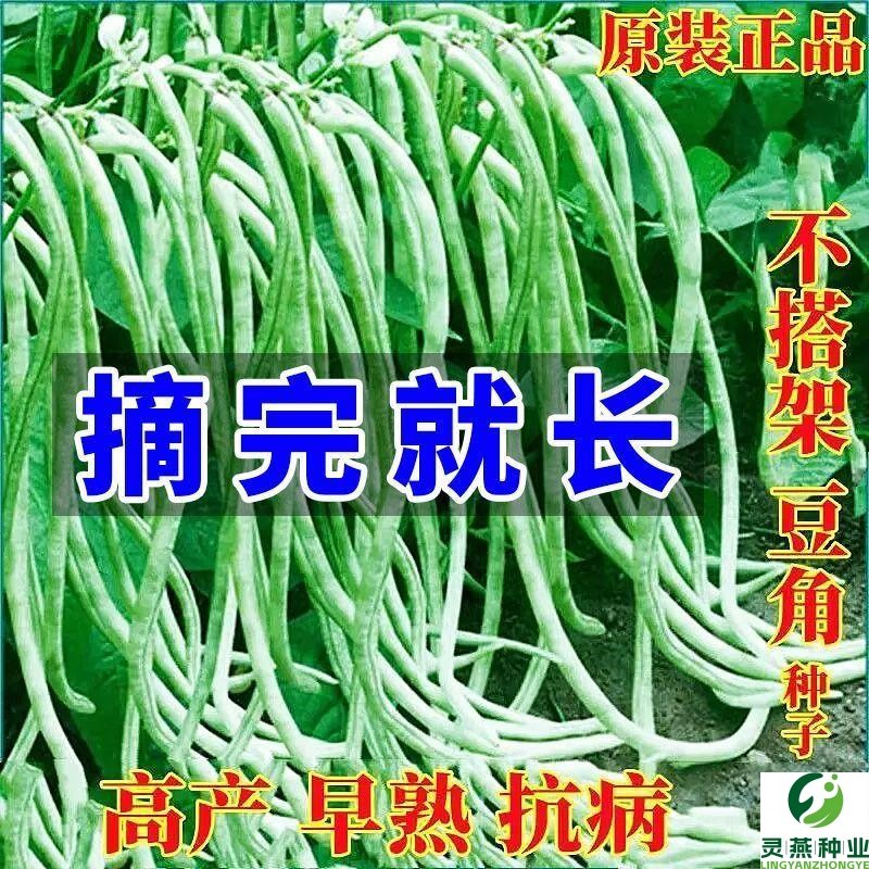 摘不败无架长豆角种子不用搭架子的长豆角蔬菜种籽四季播种长豇豆