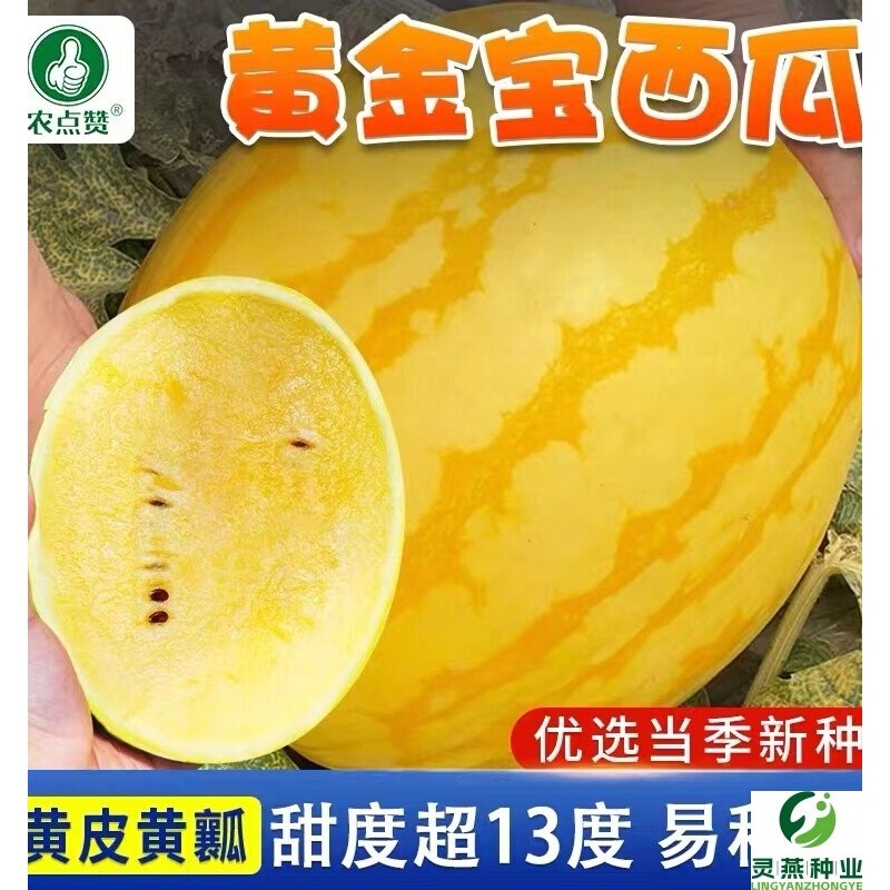 黄皮黄壤西瓜种子春季夏秋季四季盆栽超甜黄肉礼品小型西瓜种籽孑