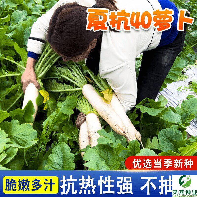 夏季耐热夏抗40萝卜种白萝卜种子夏播早熟白萝卜罗卜种籽大全蔬菜