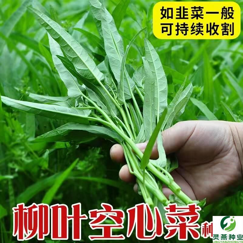 四季空心菜种子大叶空心菜的种子阳台盆栽柳叶空心菜种青梗可水培