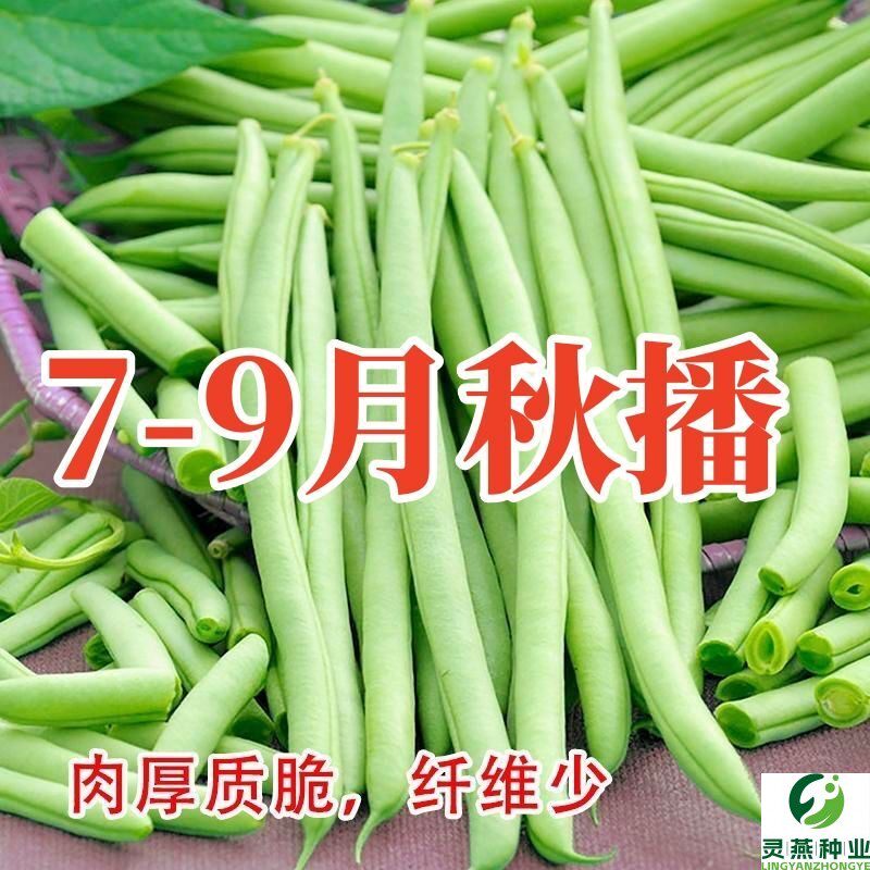 晚秋四季豆种子高产早熟红花搭架芸豆种子春季架豆种子蔬菜种孑