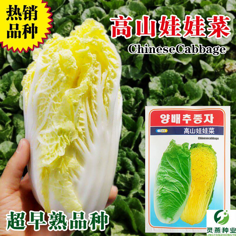高山娃娃菜种子黄心娃娃菜种籽小白菜籽四季播阳台庭院蔬菜种孑籽