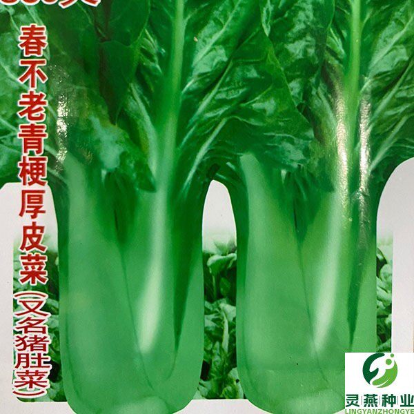 厚皮菜种子青梗大叶牛皮菜四季播大田高产甜菜籽根达菜籽猪肚菜种