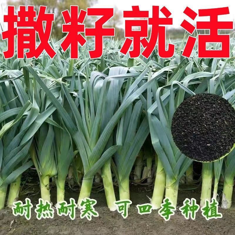 四季宽叶蒜苗种子一年四季三茬连续采收白皮蒜苗籽农家耐寒蔬菜籽