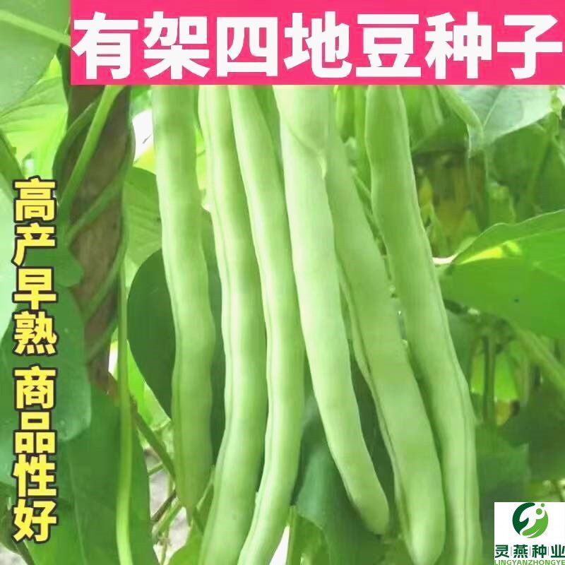 晚秋四季豆种子高产早熟红花搭架芸豆种子春季架豆种子蔬菜种孑