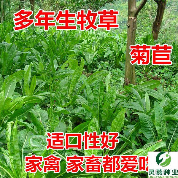 四季将军大叶菊苣牧草种子南方鸡鹅兔猪吃的饲料草菜多年生四季草