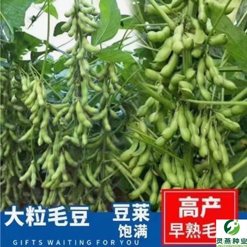 45天早熟毛豆种子软糯清香型抗旱抗病绿心非转基因高产千斤大豆种
