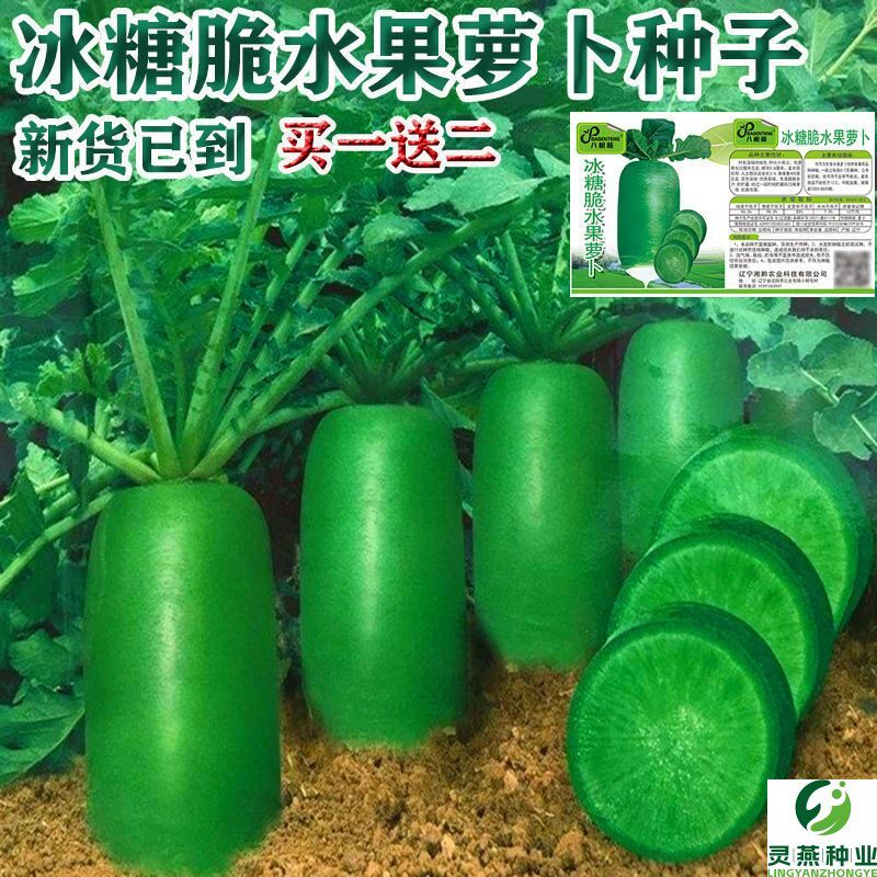 冰糖脆水果萝卜种子四季高产可生吃青萝卜菜种子室内盆栽绿萝卜种