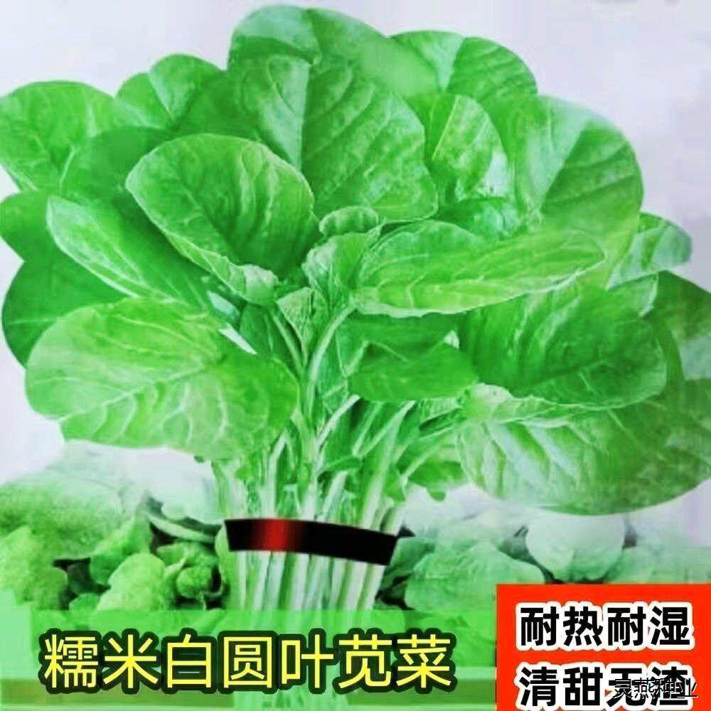 【高产良种】糯米白圆叶苋菜种子新籽春播速生蔬菜种子嫩滑糯香