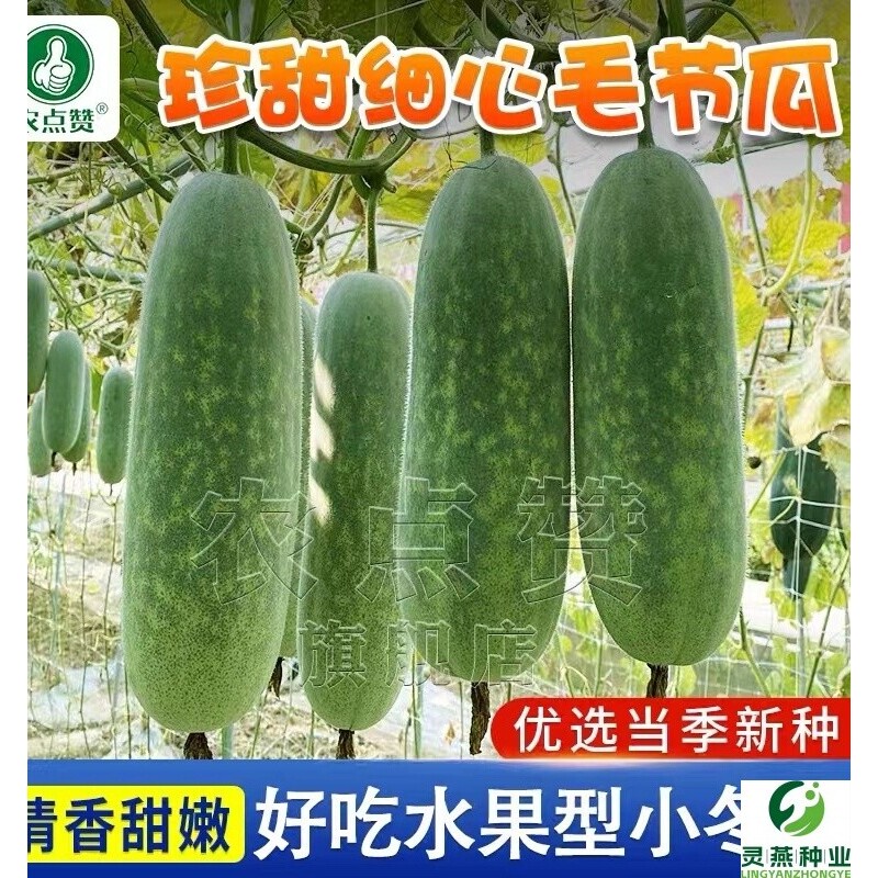 农家珍甜细心毛节瓜种子早熟迷你小冬瓜种籽春秋四季蔬菜种孑毛瓜