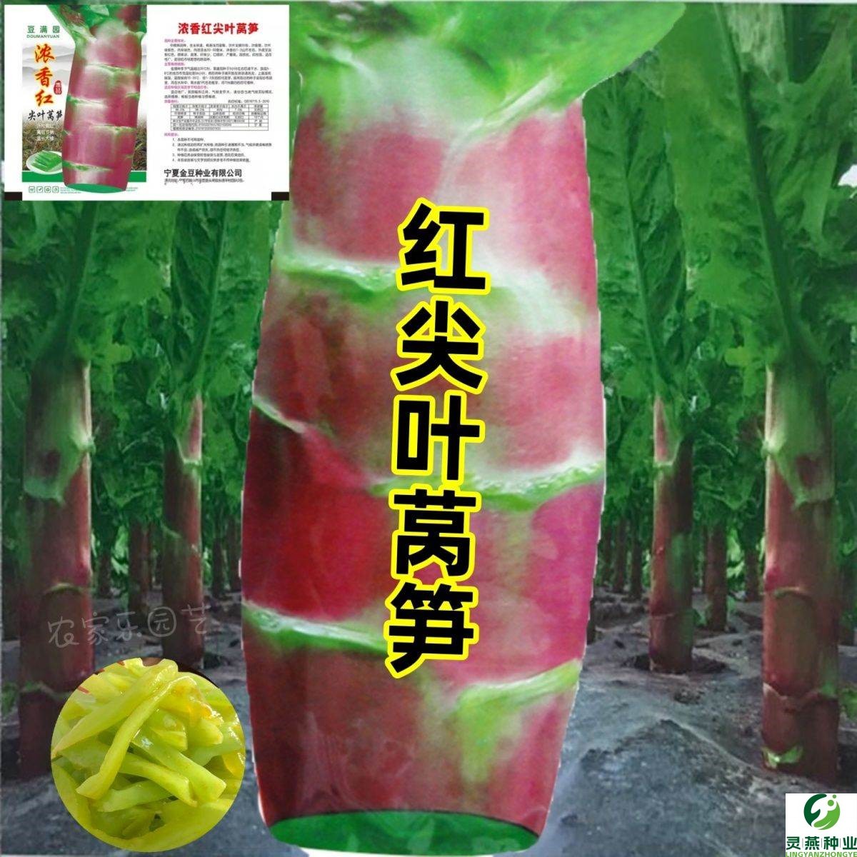 莴苣种子四季香莴笋种籽红尖叶莴笋青翠香莴笋种子秋冬季蔬菜种籽
