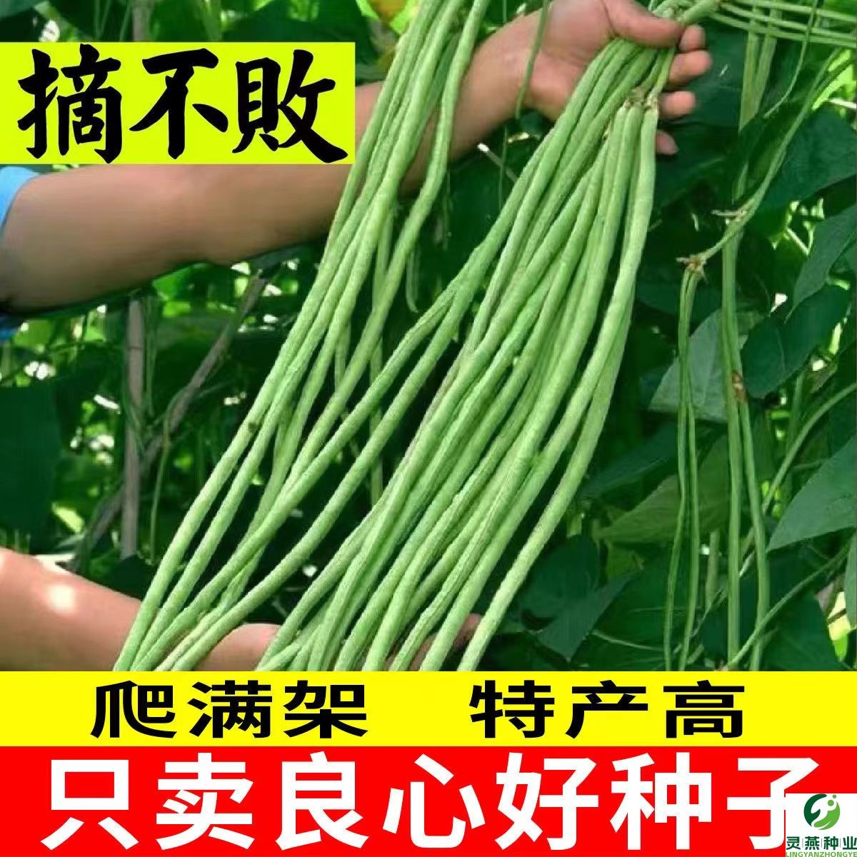 特长豆角摘不败高产豇豆种子阳台庭院田园易种蔬菜绿条四季豆种籽