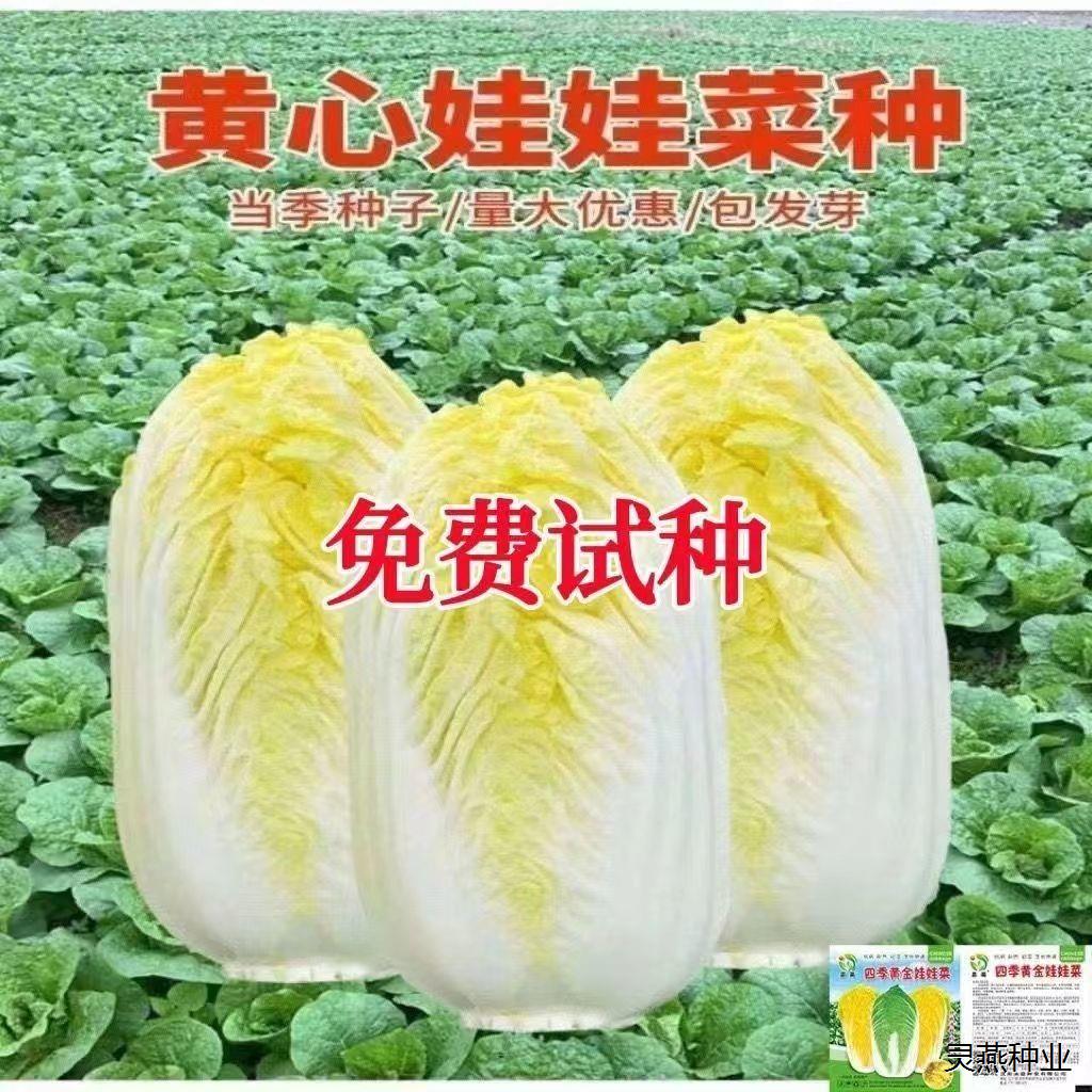 四季金娃娃菜种子 黄心娃娃菜种子 菜籽春夏秋四季播种蔬菜种子
