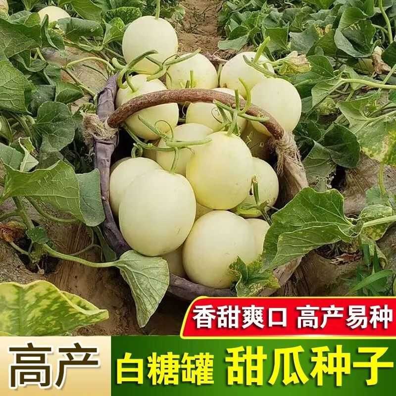 超甜白沙蜜甜瓜种籽春秋季高产薄皮特大白皮香瓜种子四季水果种子