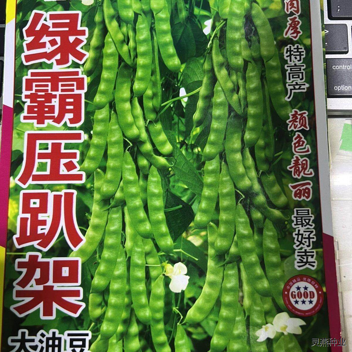 绿霸压趴架大油豆种子无筋无柴肉厚东北大油豆种子春秋两季种子