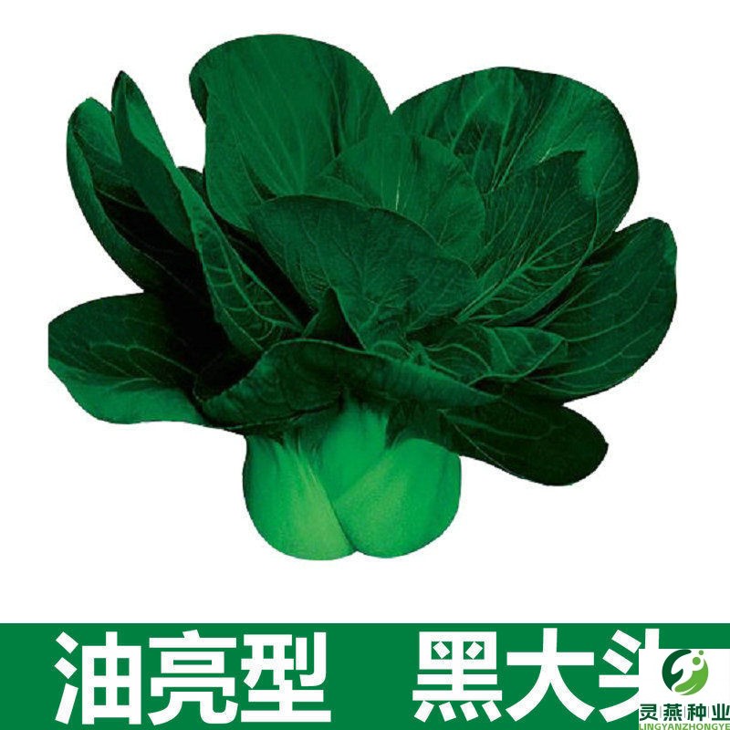 正宗黑大头苏州青油菜种子秋冬耐寒小白黑油上海青蔬菜籽四季青菜