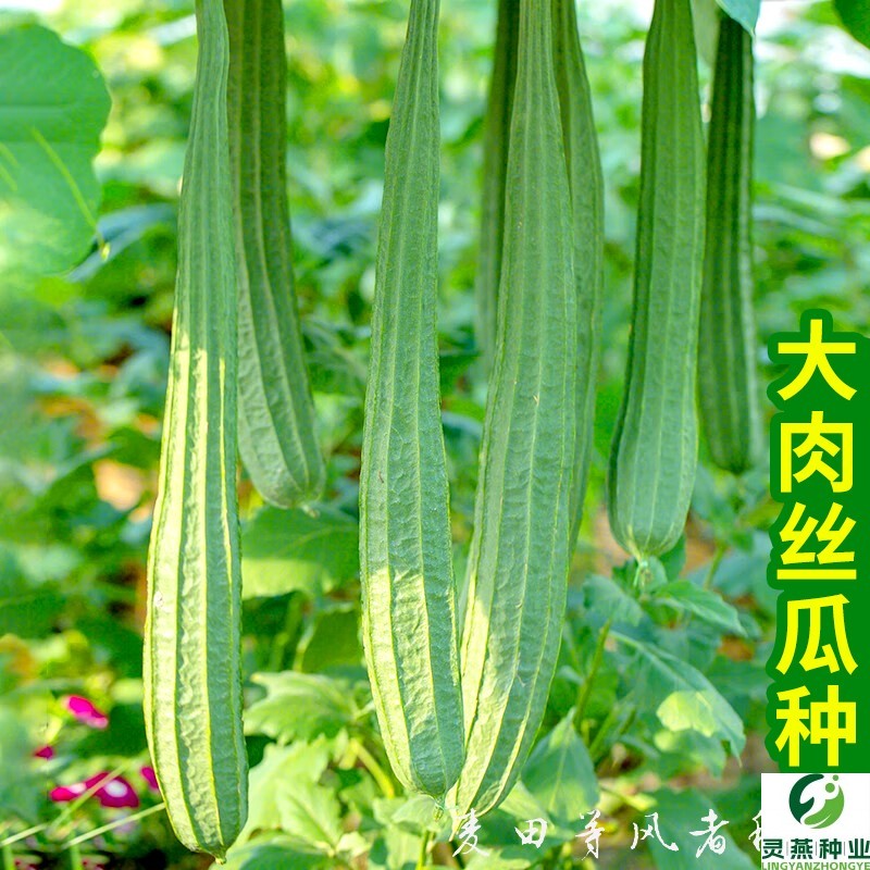 大肉丝瓜种子香厚肉八角棱角丝瓜种籽春秋农家菜园庭院爬藤蔬菜孑