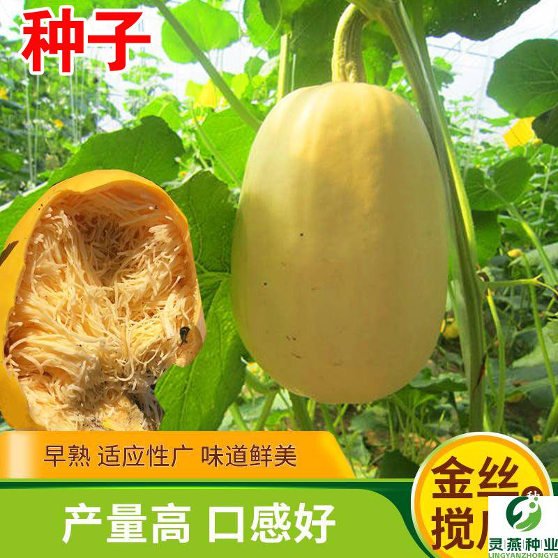 金丝搅瓜种子种籽丝瓜粉丝绞瓜黄金瓜西葫芦南瓜孑茭瓜农家蔬菜孑