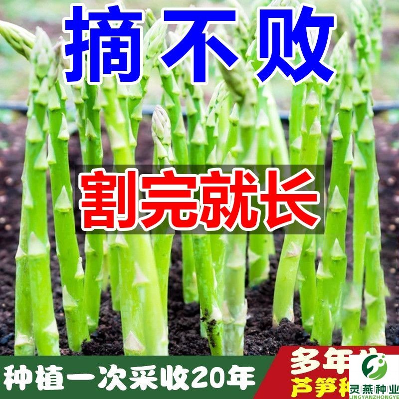 【割完就长】芦笋种子四季阳台花卉盆栽庭院播种芦笋蔬菜种子