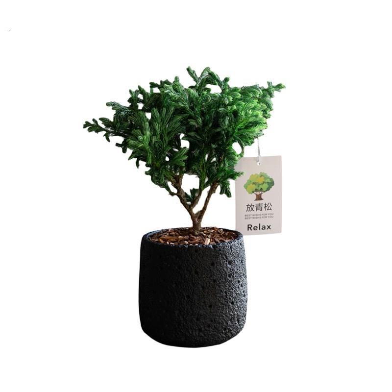 放青松南松雾松绿植水培盆栽松柏室内客厅茶桌办公桌面植物