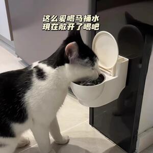 创意马桶猫咪水碗悬挂式防打翻护颈骗水神器猫猫宠物专用2025新款