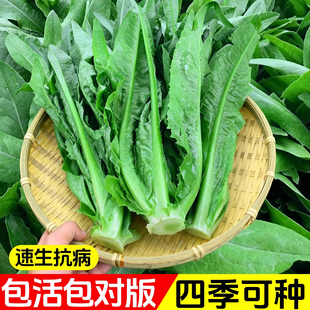 油麦菜籽种子四季新鲜大叶上海青菜种大全白菜阳台速生油麦菜种孑