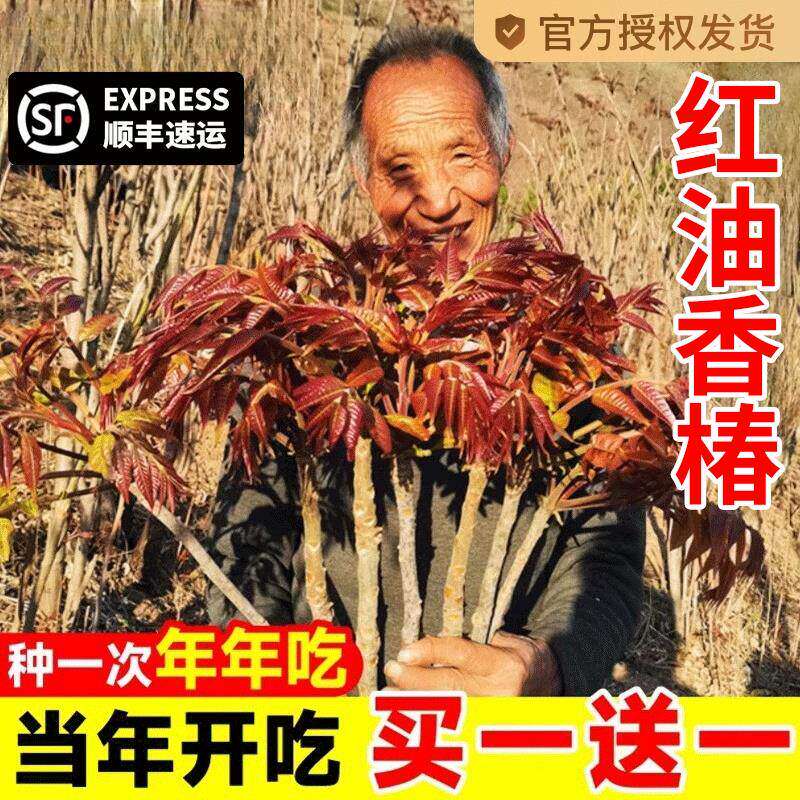 红油香椿树正宗矮化食用香春树苗四川春芽南方种植果树果苗盆栽